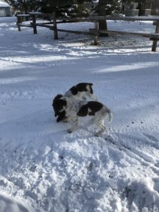 Male English Springer Spaniels Playing