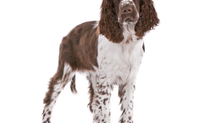 About the English Springer Spaniel – A Video